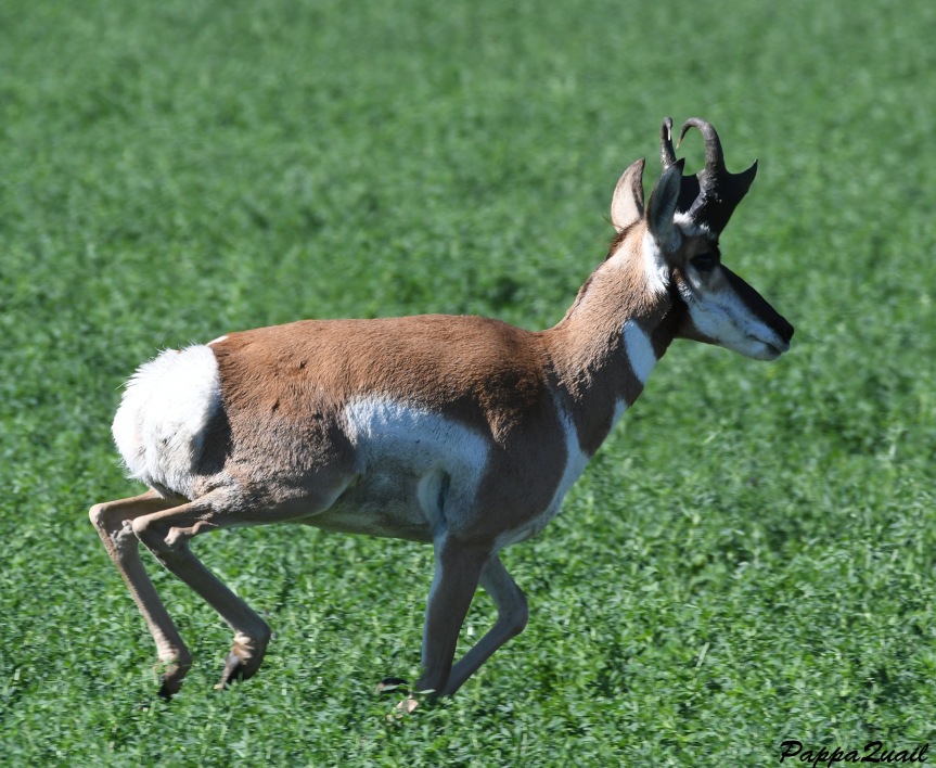 DSF_3803 pronghorn adult