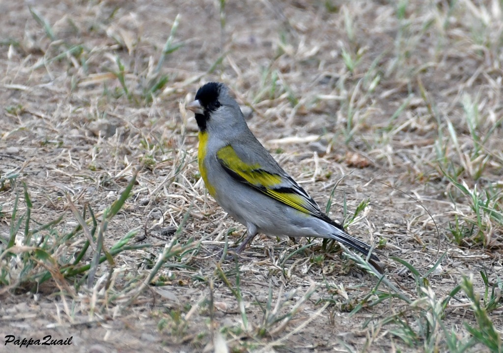 Lawrence's Goldfinch, male