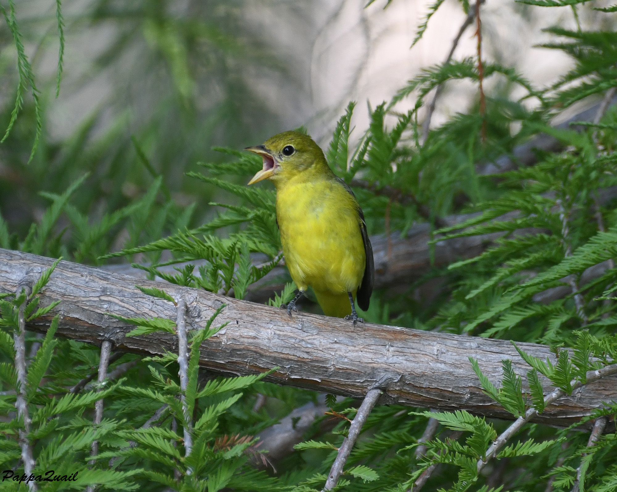 Western Tanager - female or young male