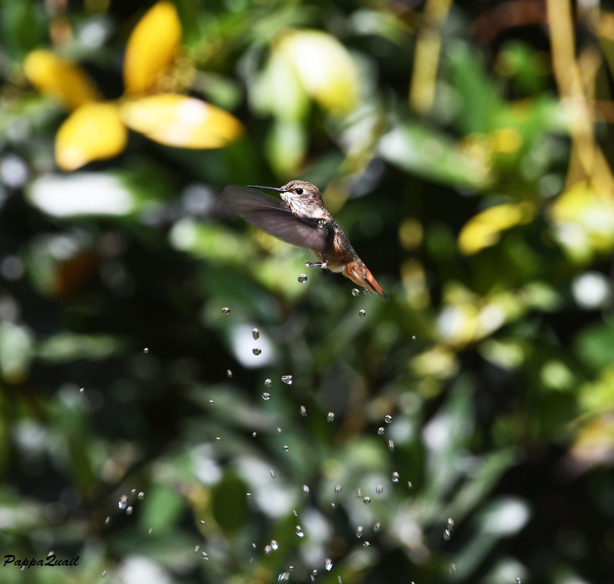 Allen's Hummingbird, female, Fremont, California
