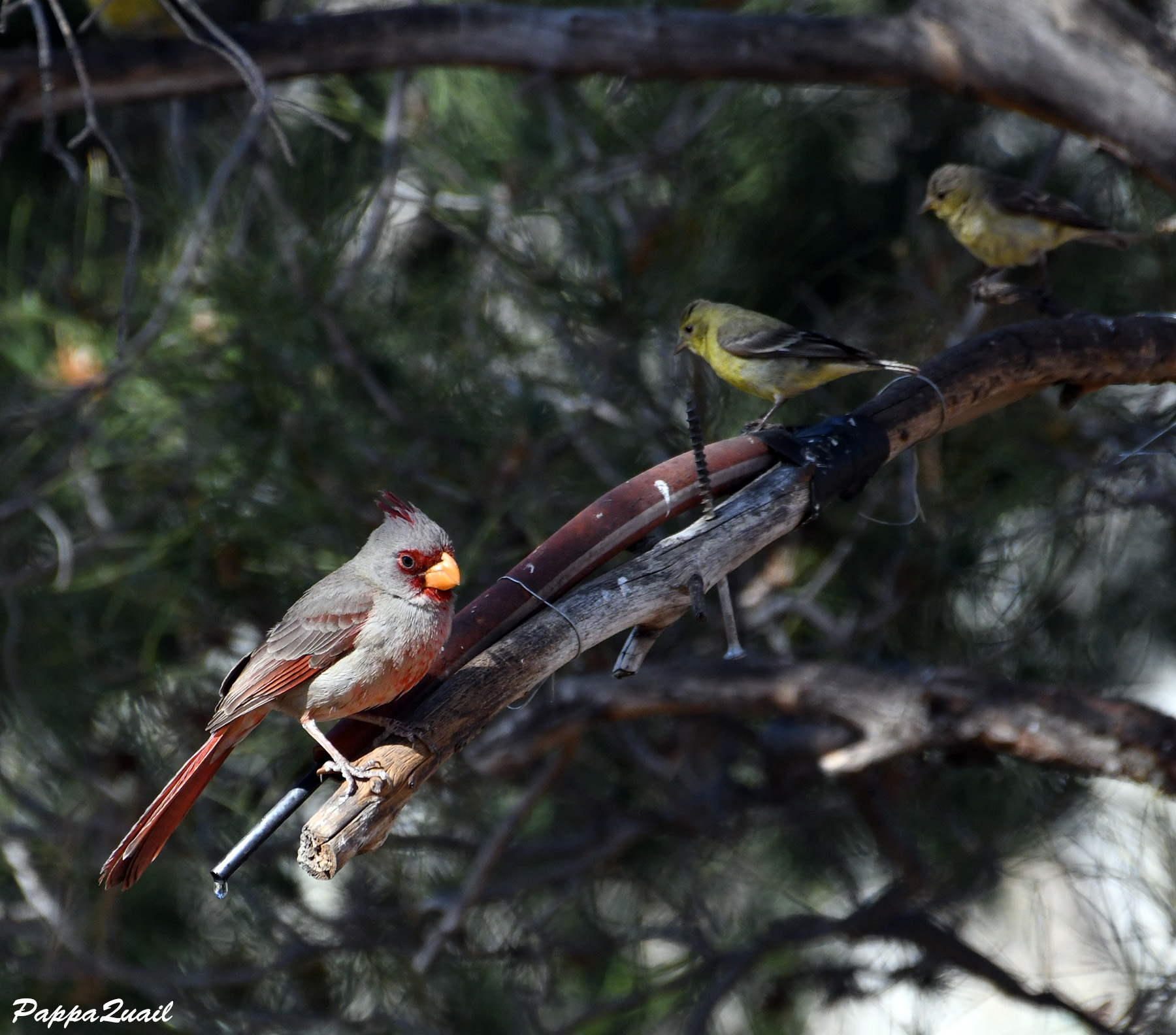 Pyrrhuloxia, male and some finches