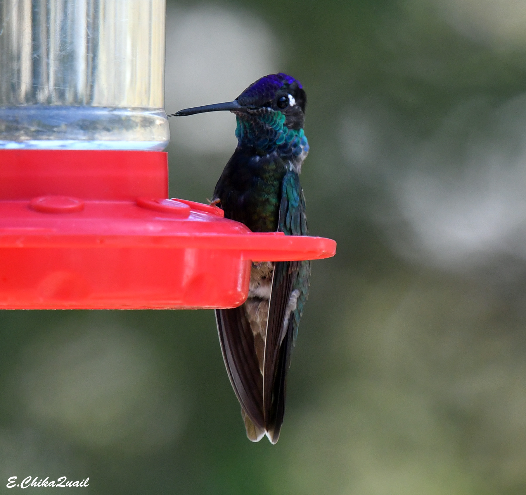 Rivoli's Hummingbird, male