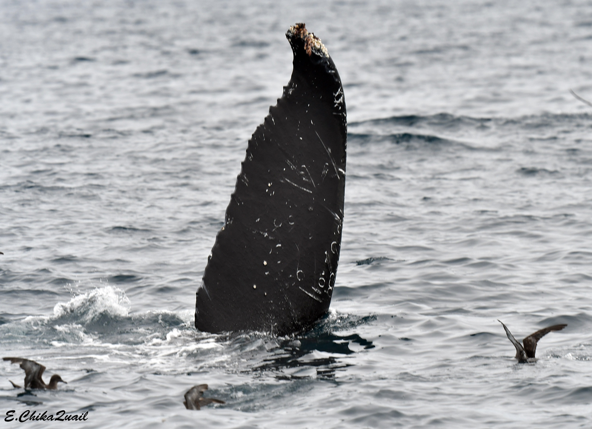 סנפיר של לוויתן גדול סנפיר וכמה יסעורים